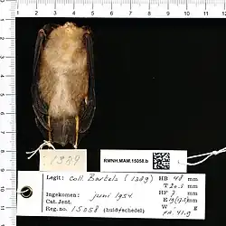 Brown bat