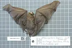Brown bat