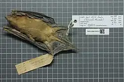 Brown bat