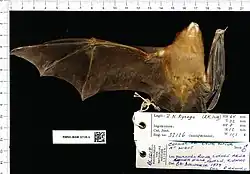 Brown bat
