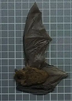 Brown bat