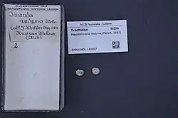 Shell specimen