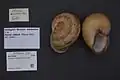 Oligospira waltoni