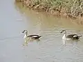 Nature Trail Reserve Forest, Sukhna Lake