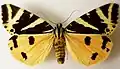 Variant with yellow hindwings. Museum specimen, Bremen