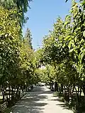 Nazar Garden