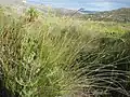 Plant in Table Mountain National Park