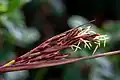 Matured seed husk