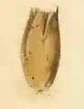 Empty seed husk, used by the young larva as its first case