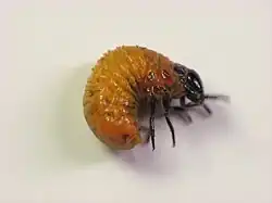 Neochlamisus, larva removed from larval fecal case