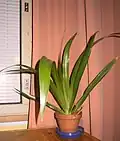 Plant