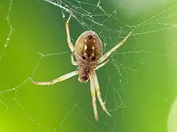 Female ventral