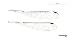 Male wings