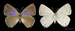 Female, mounted specimens