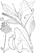 Herbarium specimens of N. hirsuta