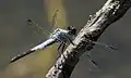 Old male