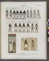 illustration by Ernst Weidenbach for Richard Lepsius' 1849-1856 Denkmaeler aus Aegypten und Aethiopien depicting scenes form the Tomb of Seti I, esp. the Book of Gates "Table of Nations"