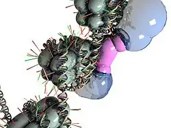 Chromatin remodeling occurs, causing the gene to be 'turned off'