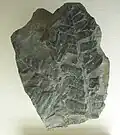N. gigantea