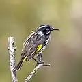 P. n. canescens, Tasmania