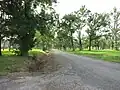 Mostly empty tree-lined streets