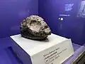 Nichollsemys Baieri side view Photo taken at Royal Tyrrell Museum (4 May 2025 Susan Gerbic)