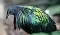 An adult at the Milwaukee County Zoological Gardens with iridescent scapulars
