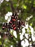 Cluster of H. erato phyllis butterflies