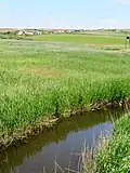 The landmark stream which passes through Newgale