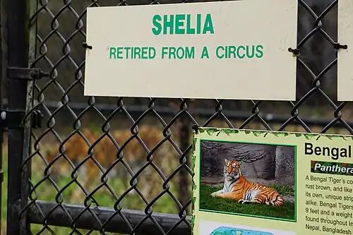 Bengal tiger