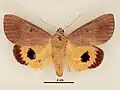 Male, dorsal view
