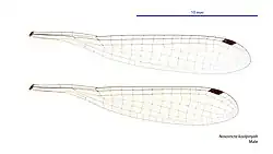 Male wings