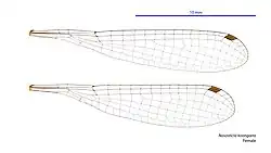 Female wings