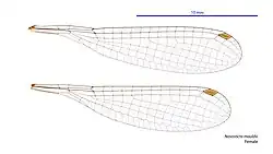 Female wings