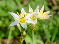 Nothoscordum bivalve.