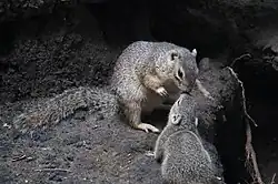 Gray squirrel