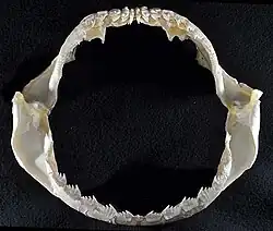 Jaws