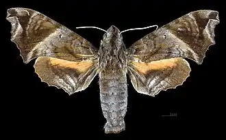 Female dorsal