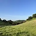 Habitat typical of Las Trampas Ridge and much of the inner East Bay (April 8th, 2022)