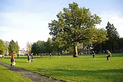 Orissaare oak, the European Tree of the Year of 2015