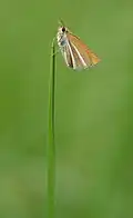 Oarisma boeta, Ecuador
