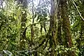 Cloud Forest of the Obo National Park.