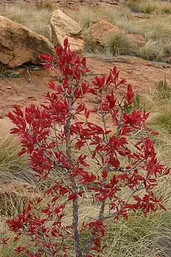 Ochna pulchra