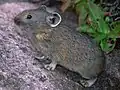Ochotona hyperborea