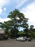 Ochroma pyramidale at Tropical Gardens of Maui, ʻĪao Valley Rd, Maui