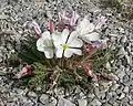 Oenothera cespitosa subsp. marginata