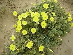 Habit