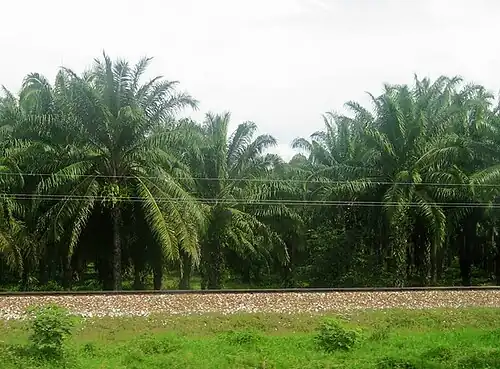 E. oleifera (Central and South America)