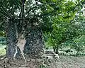 Old mosque ruin at Mbuamaji