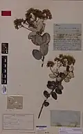 Syntype from the herbarium of the Auckland War Memorial Museum
